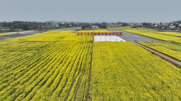 访长江首城 看宜路精彩丨 三江新区:现代科技赋能万亩“天府粮仓”(图3) 访长江首城 看宜路精彩丨 三江新区:现代科技赋能万亩“天府粮仓”(图3)