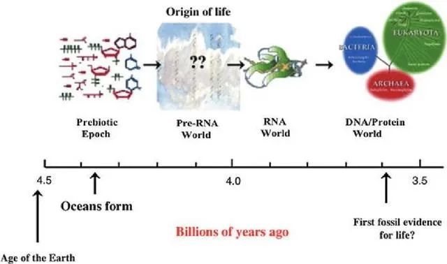 现代科技如此发达为何连一个细胞都造不出来？(图8)